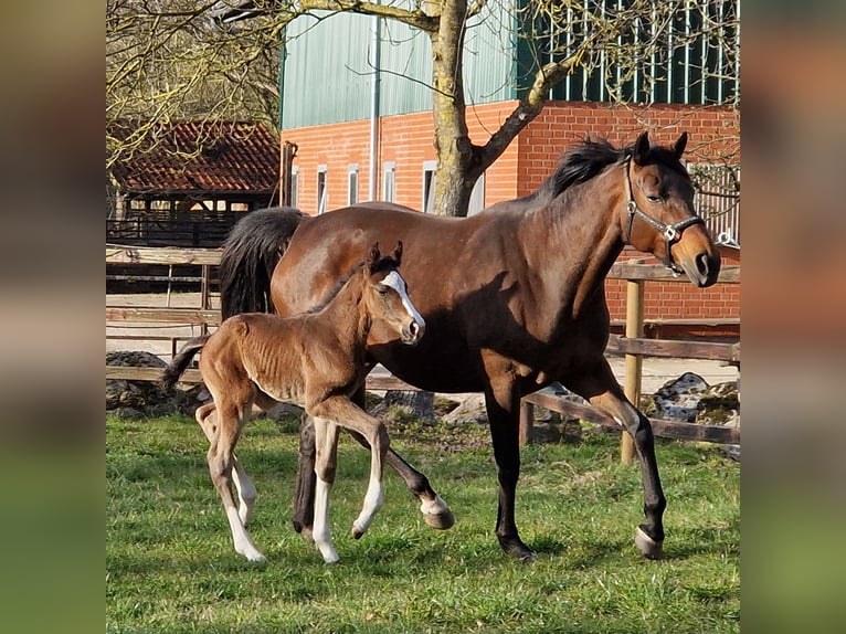 Hanoverian Mare Foal (04/2026) 16.2 hh Brown in Reinstorf