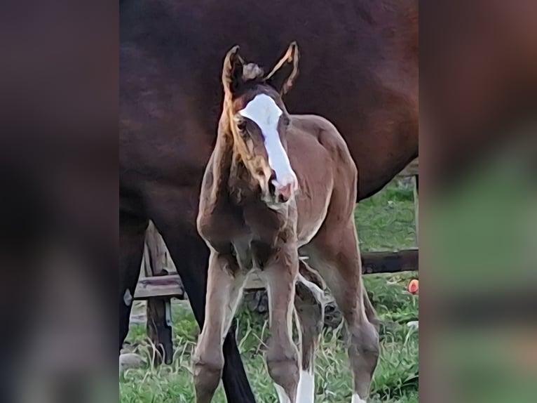 Hanoverian Mare Foal (04/2026) 16.2 hh Brown in Reinstorf