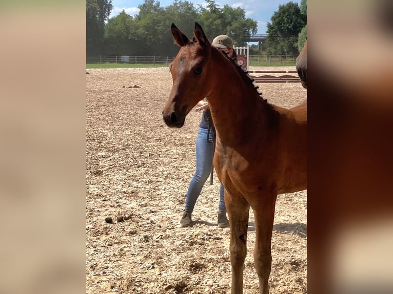 Hanoverian Mare Foal (05/2024) 16,2 hh Brown in Hesel