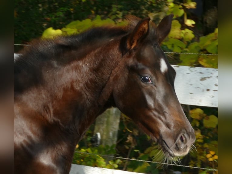 Hanoverian Mare Foal (06/2025) 16,2 hh Chestnut in Greifenstein