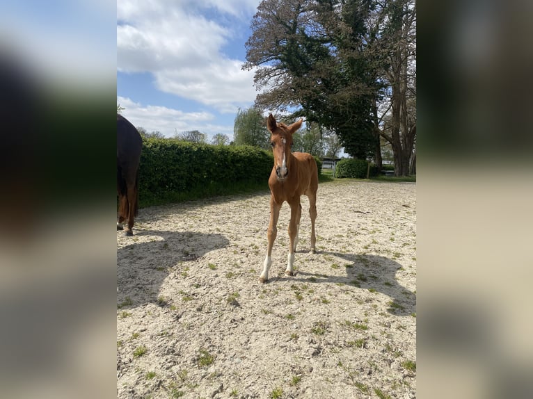 Hanoverian Mare Foal (03/2026) 16.2 hh Chestnut in Oyten
