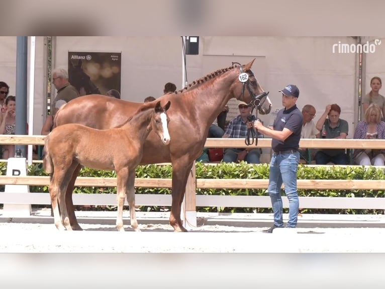 Hanoverian Mare Foal (04/2025) 16,2 hh Chestnut in Hasel&#xFC;nne