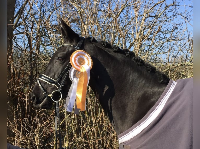 Hanoverian Mare Foal (04/2026) 16.2 hh Chestnut in Obernkirchen