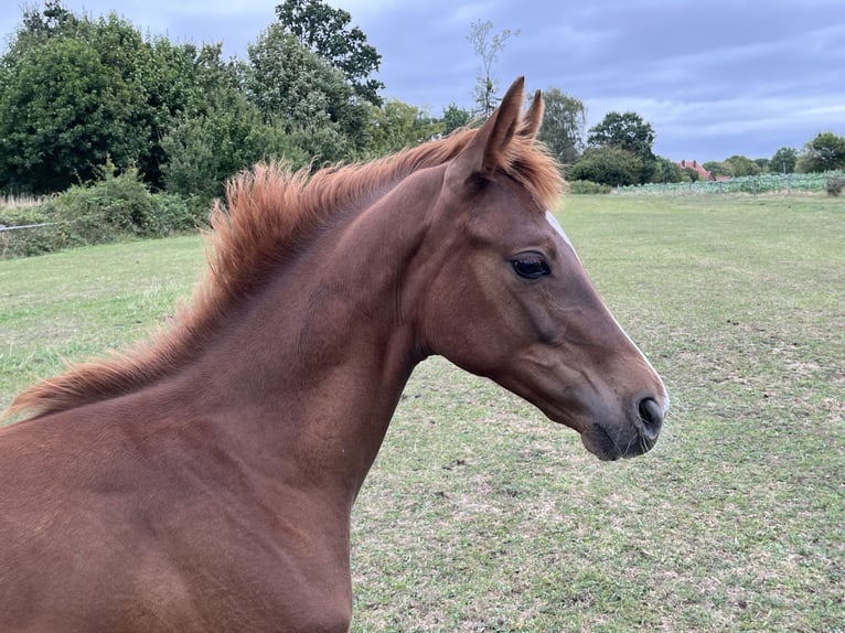 Hanoverian Mare Foal (04/2026) 16.2 hh Chestnut in Obernkirchen
