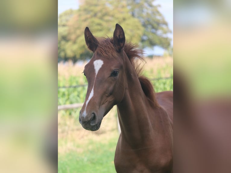 Hanoverian Mare Foal (04/2026) 16.2 hh Chestnut in Obernkirchen