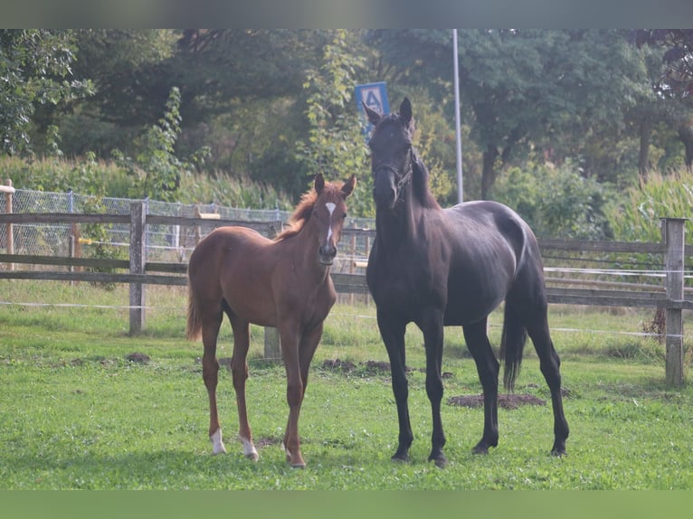 Hanoverian Mare Foal (04/2026) 16.2 hh Chestnut in Obernkirchen