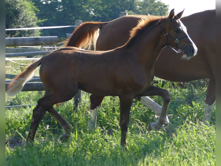 Hanoverian Mare Foal (03/2024) 16,2 hh Chestnut in Greifenstein