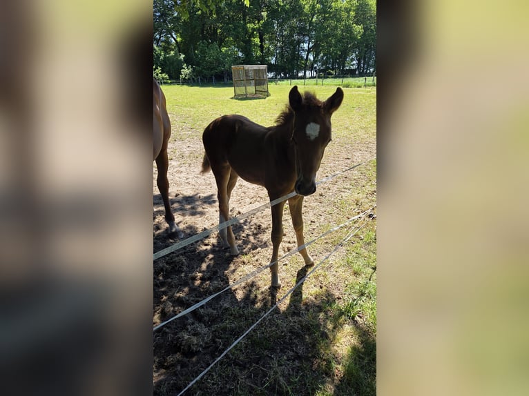 Hanoverian Mare Foal (04/2026) 16.2 hh Chestnut-Red in Beverstedt