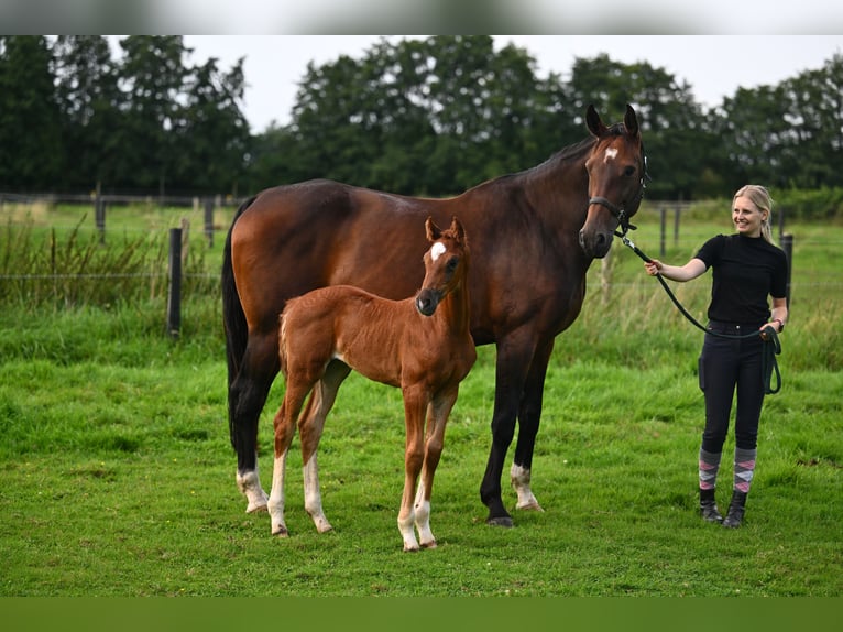 Hanoverian Mare Foal (06/2024) 16,2 hh Chestnut-Red in Hamburg Osdorf