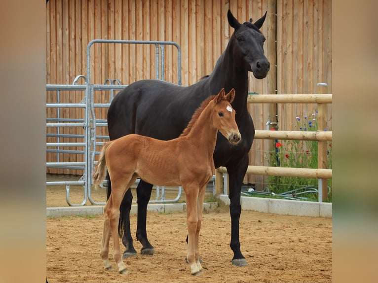 Hanoverian Mare Foal (04/2026) 16.2 hh Chestnut-Red in Reichshof