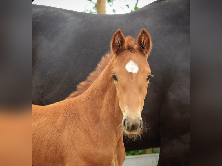 Hanoverian Mare Foal (04/2026) 16.2 hh Chestnut-Red in Reichshof