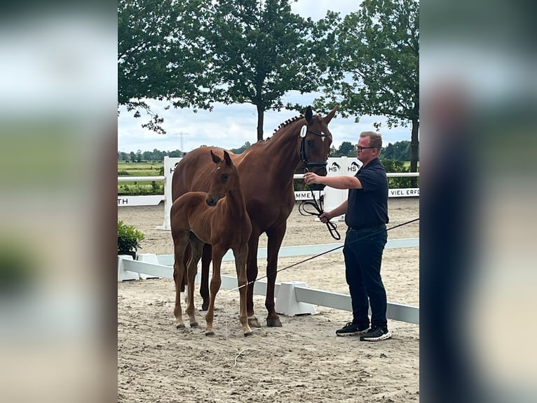 Hanoverian Mare Foal (05/2026) 16.2 hh Chestnut-Red in Varel