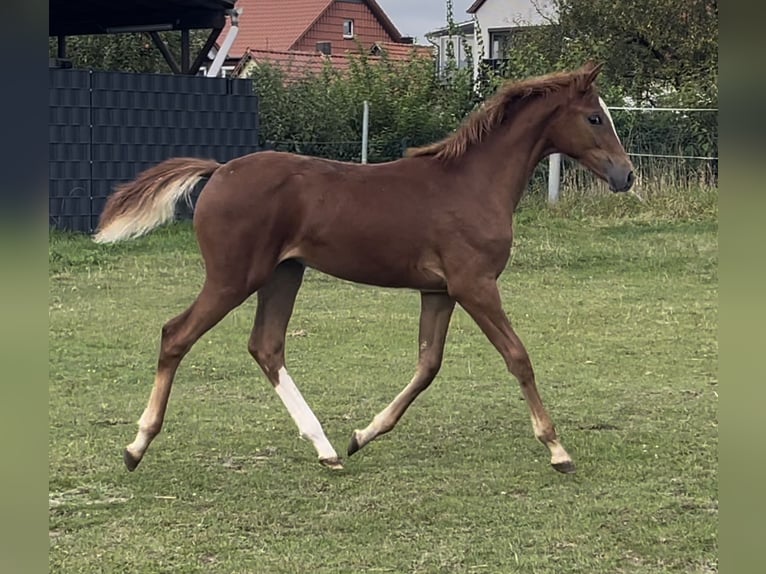 Hanoverian Mare  16,2 hh Chestnut-Red in Burgdorf