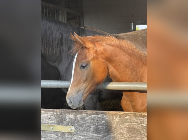 Hanoverian Mare  16,2 hh Chestnut-Red in Burgdorf