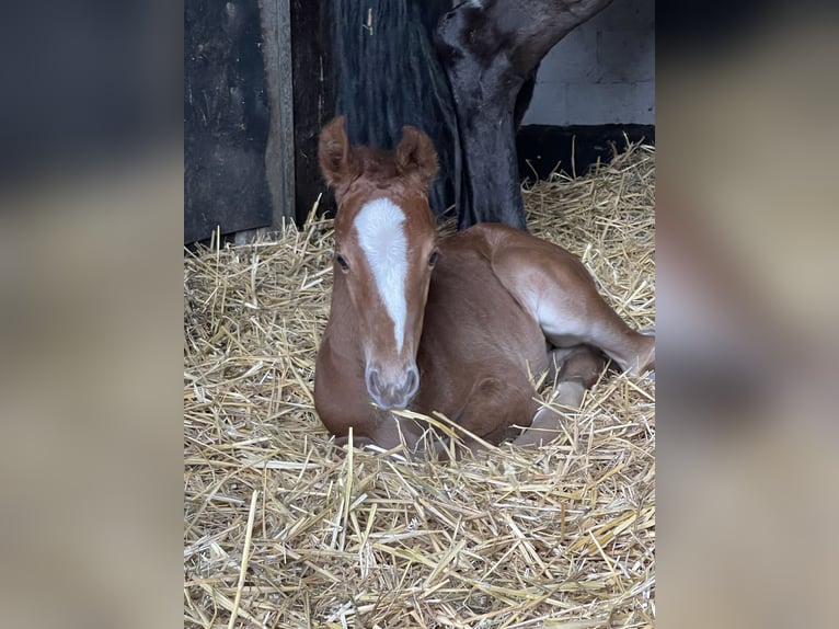 Hanoverian Mare  16,2 hh Chestnut-Red in Burgdorf