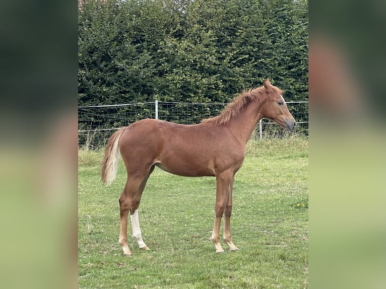 Hanoverian Mare  16,2 hh Chestnut-Red in Burgdorf