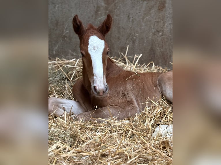 Hanoverian Mare Foal (02/2026) 16.2 hh Chestnut-Red in Rommerskirchen