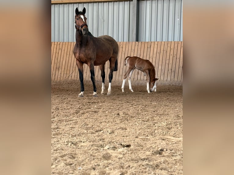 Hanoverian Mare Foal (02/2026) 16.2 hh Chestnut-Red in Rommerskirchen