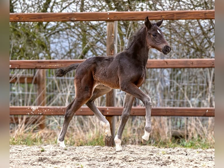 Hanoverian Mare Foal (03/2026) 16.2 hh  in Königslutter am Elm