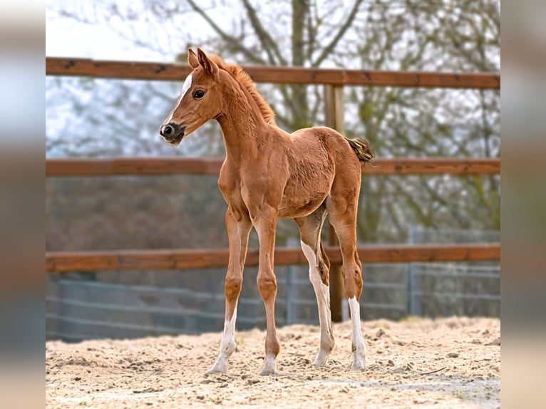 Hanoverian Mare Foal (03/2026) 16.2 hh  in Königslutter am Elm