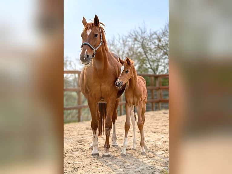 Hanoverian Mare Foal (03/2026) 16.2 hh  in Königslutter am Elm