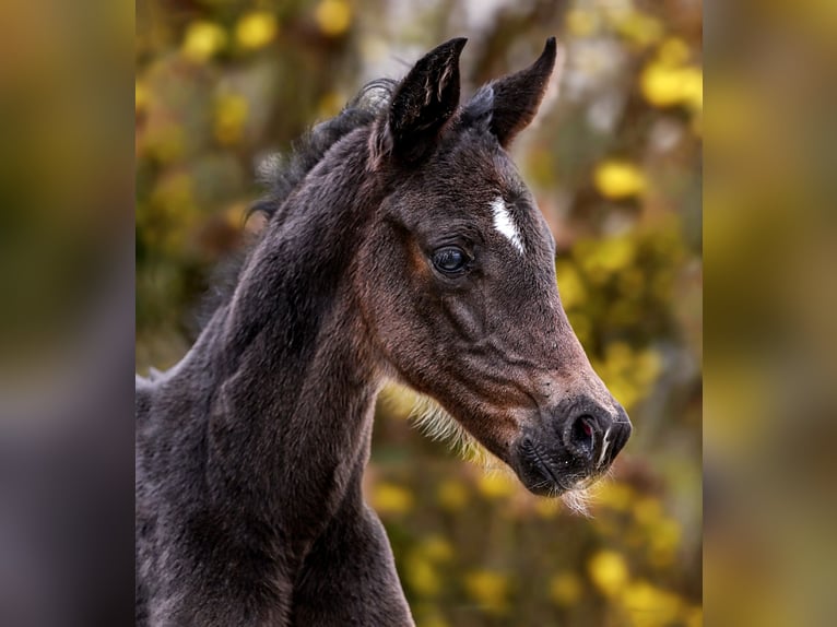 Hanoverian Mare Foal (03/2026) 16.2 hh  in Königslutter am Elm