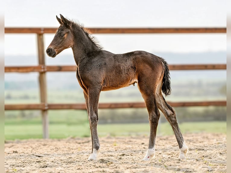 Hanoverian Mare Foal (03/2026) 16.2 hh  in Königslutter am Elm