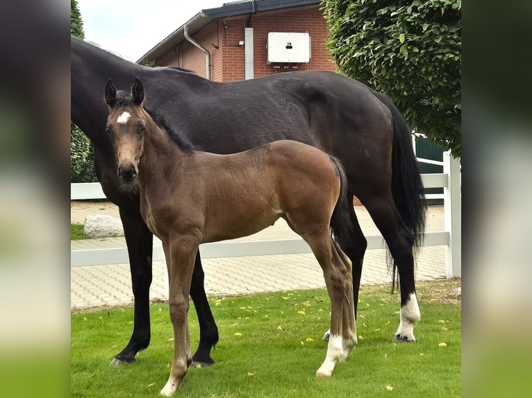 Hanoverian Mare Foal (05/2024) 16,2 hh in Spahnharrenstätte