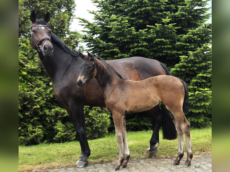 Hanoverian Mare Foal (04/2024) 16,2 hh in Heede