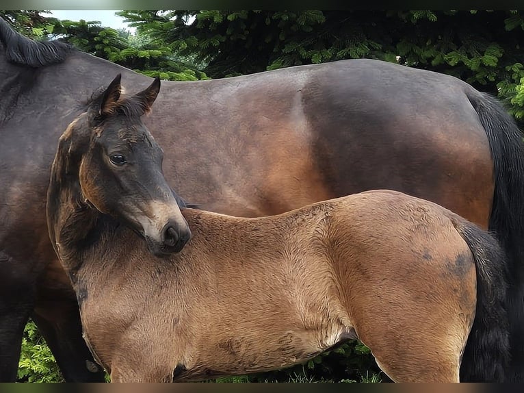 Hanoverian Mare Foal (04/2024) 16,2 hh in Heede