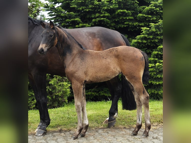 Hanoverian Mare Foal (04/2024) 16,2 hh in Heede