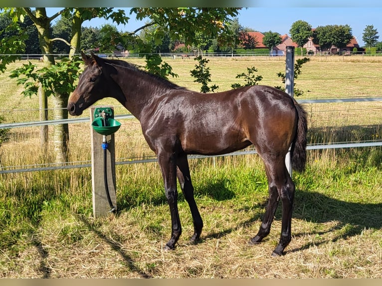 Hanoverian Mare Foal (04/2024) 16,2 hh in Heede