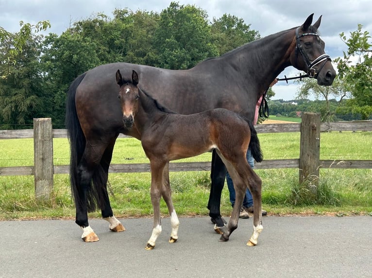 Hanoverian Mare Foal (06/2026) 16.3 hh Black in Melle