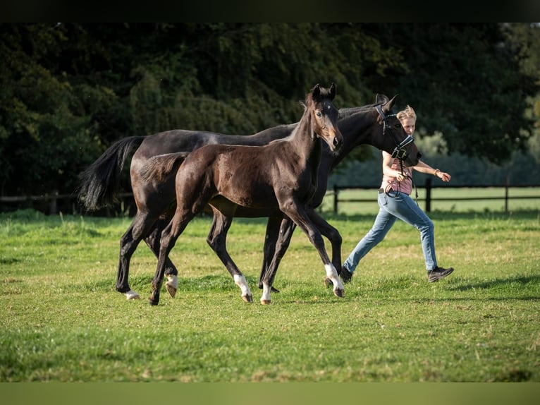 Hanoverian Mare Foal (06/2026) 16.3 hh Black in Melle