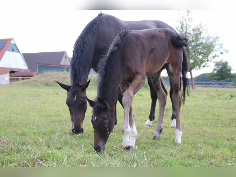 Hanoverian Mare Foal (06/2026) 16.3 hh Black in Melle