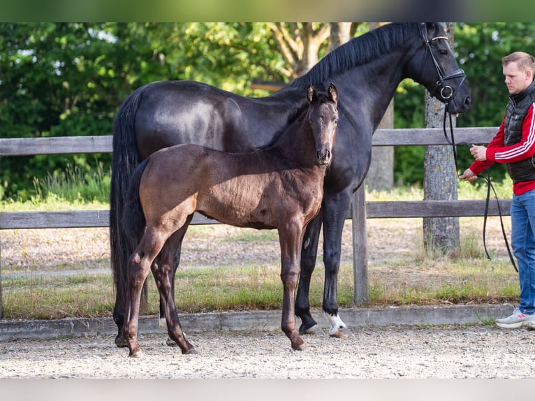 Hanoverian Mare Foal (03/2026) 16.3 hh Black in Otterndorf