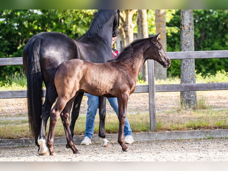 Hanoverian Mare Foal (03/2026) 16.3 hh Black in Otterndorf