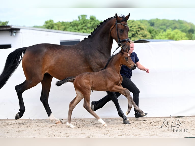 Hanoverian Mare Foal (05/2026) 16.3 hh Brown in Königslutter am Elm