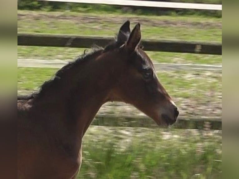 Hanoverian Mare Foal (06/2024) 16,3 hh Brown in Rateka