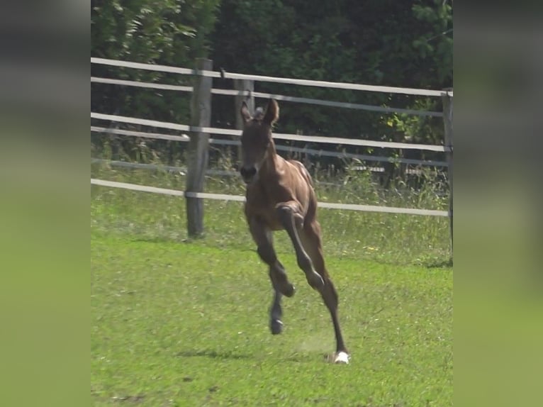 Hanoverian Mare Foal (06/2024) 16,3 hh Brown in Rateka