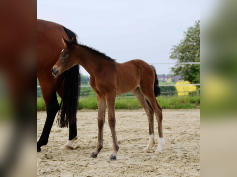 Hanoverian Mare Foal (05/2026) 16.3 hh Brown in MelleMelle
