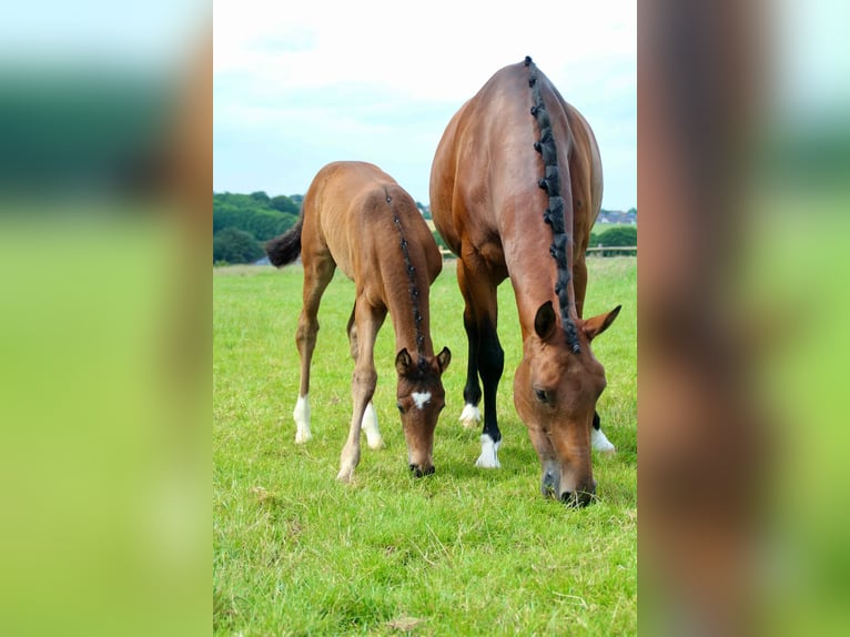Hanoverian Mare Foal (05/2026) 16.3 hh Brown in MelleMelle