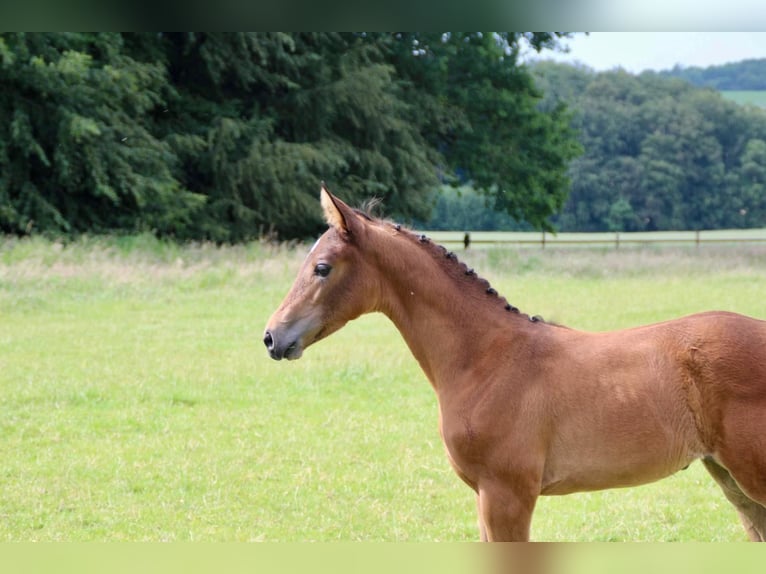 Hanoverian Mare Foal (05/2026) 16.3 hh Brown in MelleMelle
