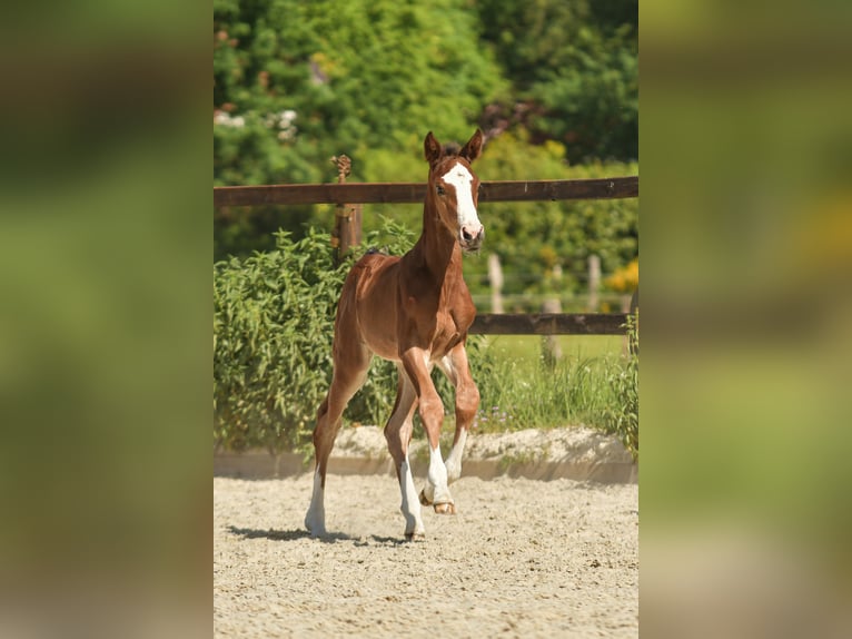 Hanoverian Mare Foal (05/2026) 16.3 hh Brown in Hittbergen