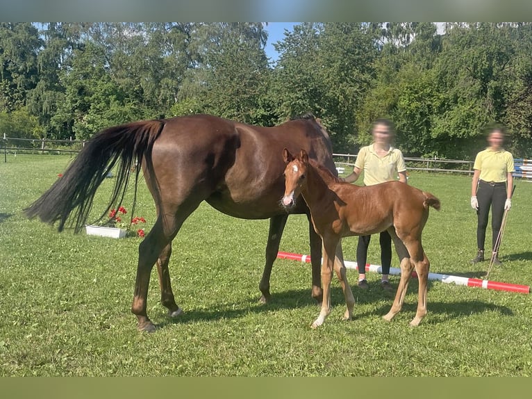 Hanoverian Mare Foal (05/2026) 16.3 hh Chestnut in Steinheim