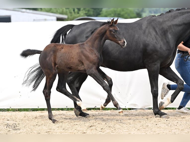 Hanoverian Mare Foal (04/2024) 16,3 hh Smoky-Black in Königslutter am Elm