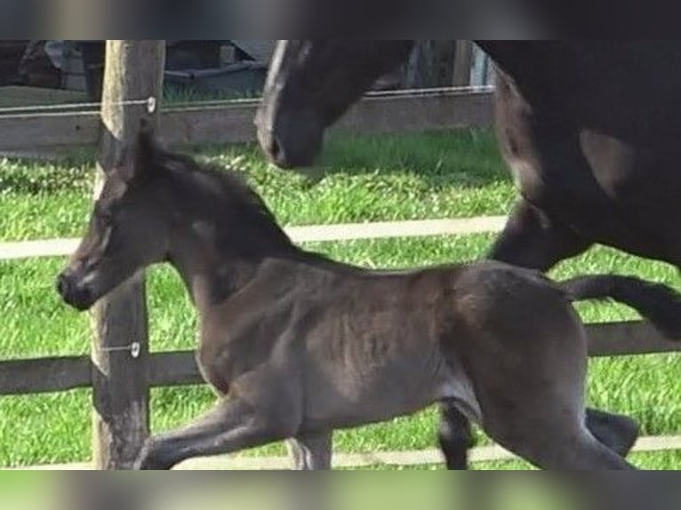 Hanoverian Mare Foal (03/2024) 16,3 hh Smoky-Black in Ratekau