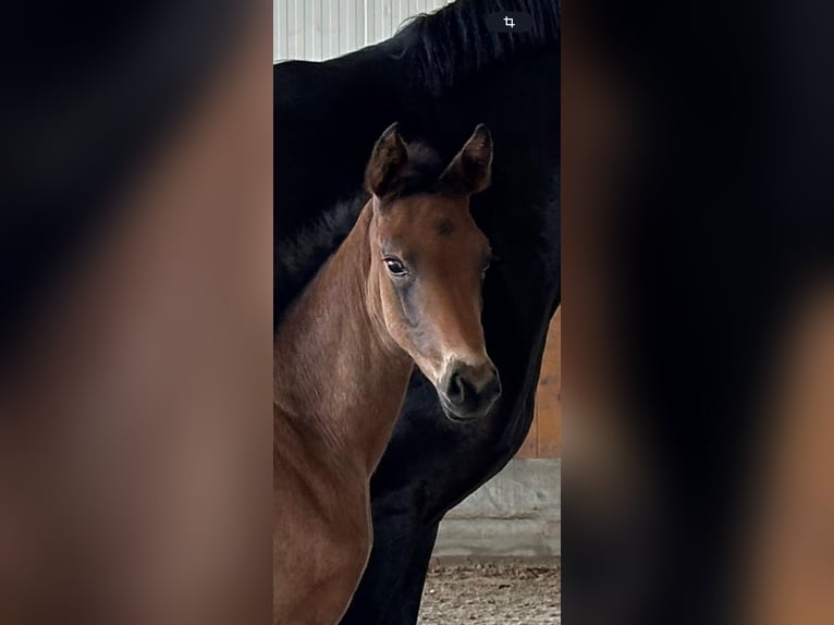 Hanoverian Mare  16,3 hh Smoky-Black in Weyhe