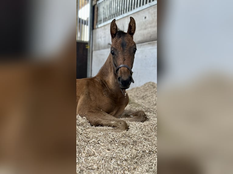 Hanoverian Mare Foal (05/2024) 16 hh Bay in Stafford