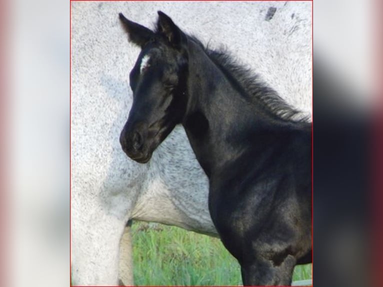 Hanoverian Mare Foal (04/2024) 16 hh Black in Rehden